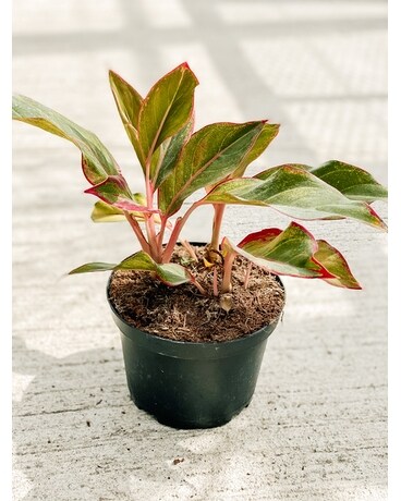 Aglaonema Plant