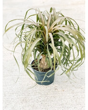 Ponytail Palm Plant