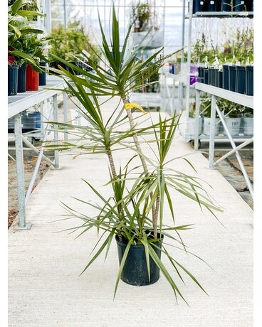 Dracena Marginata Plant