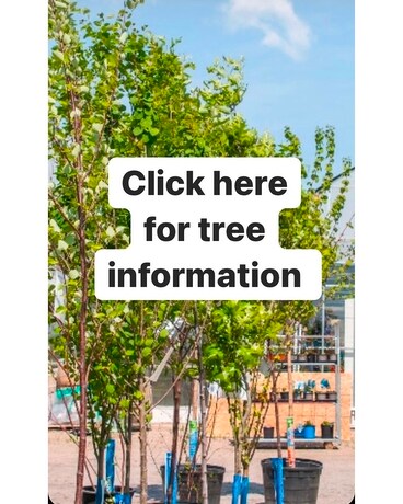 Trees Plant