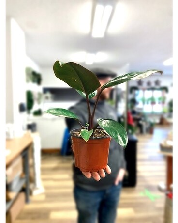 Philodendron Red Congo Plant