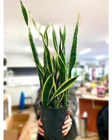 Sansevieria Laurentii Plant