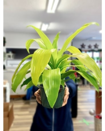Dracena Limelight Plant