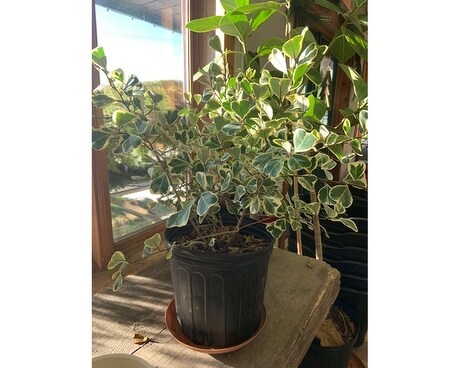 Ficus Triangularis Variegata Plant