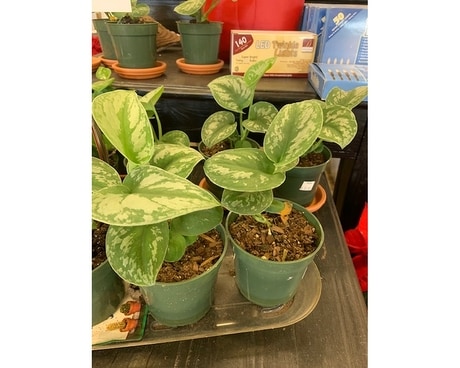 Pothos Silver Satin Plant