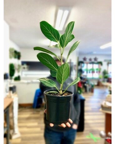 Ficus Audrey Plant