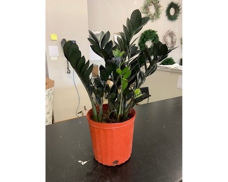 Raven ZZ Plant