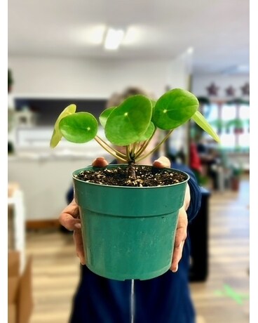 Pilea Peperomioides Plant