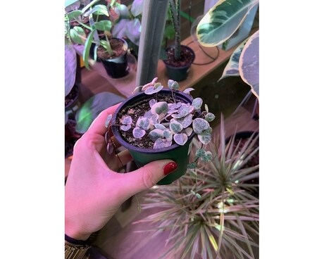 Variegated String of Hearts Plant
