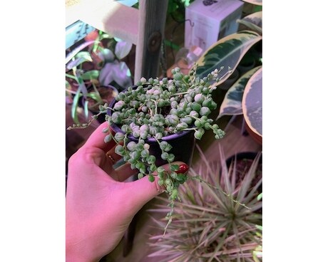 Variegated String of Pearls Plant