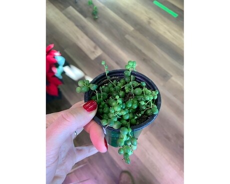 String of Pearls Plant
