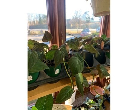 Philodendron Micans Plant