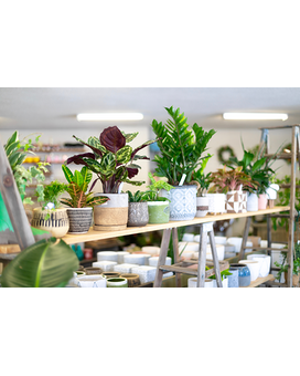 Indoor Pots Gifts