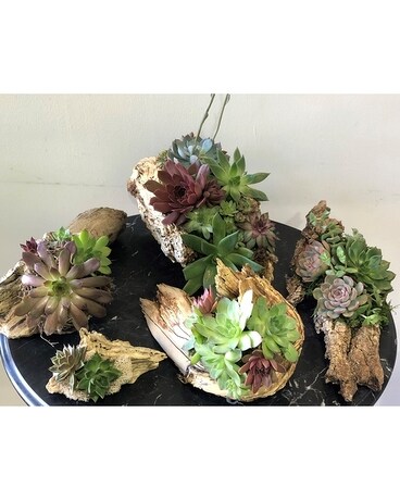 Driftwood Succulents Plant