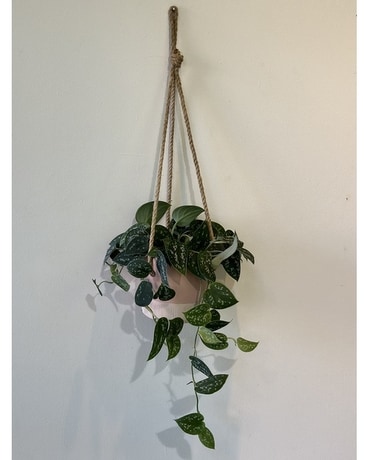 Green Goddess Plant