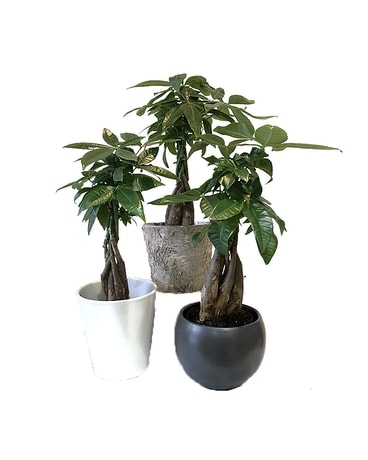 Money Tree Plant