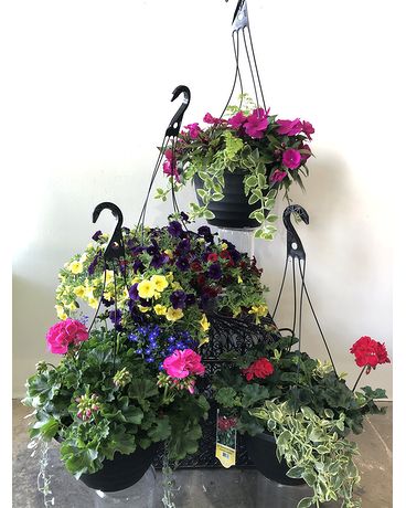 Asst Hanging Baskets 12in Pot
