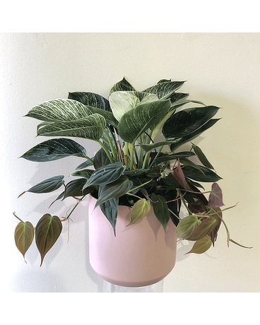 Philo Love Plant