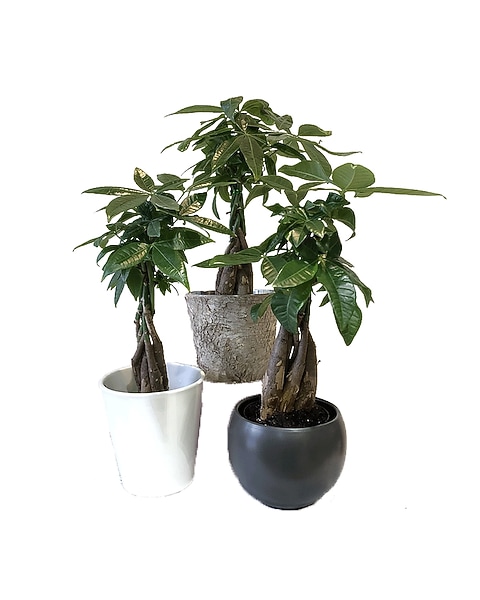 basil philodendron Philodendron 'Brazil' (4