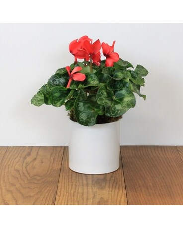 Cyclamen Plant