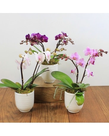 ★OSTKAKA★ Joy Mini Hobo Orchid Designer fashion, Seoul-fully created | W Concept