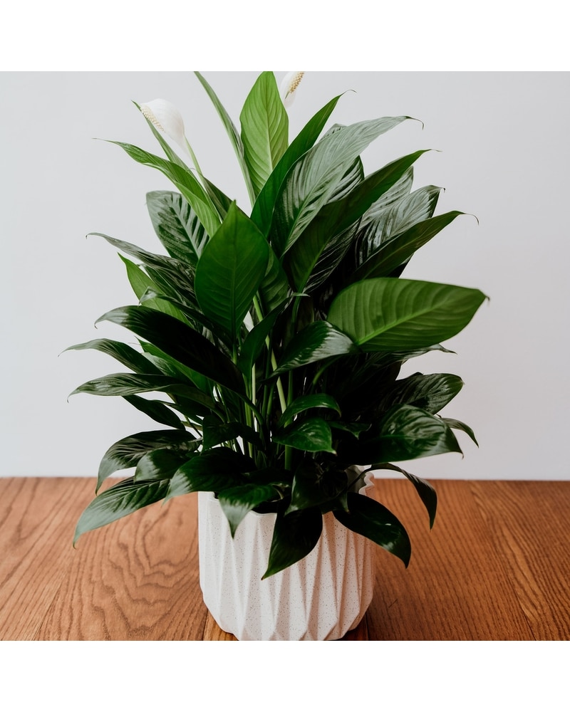 Peace Lily in Denver CO - Happy Canyon Flowers