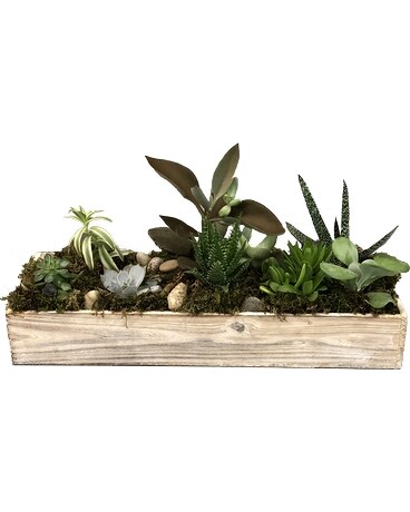 Succulent Garden
