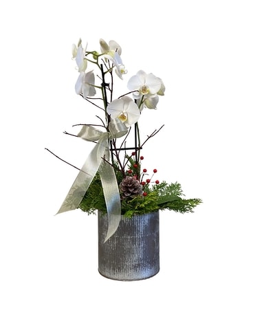 Holiday Orchid Plant