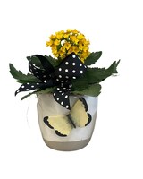 Plant Only size,  inches height and  inches wide.