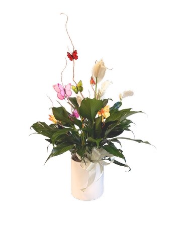 Sympathy Plants Delivery Grand Rapids MI - Kennedy's Flower Shop