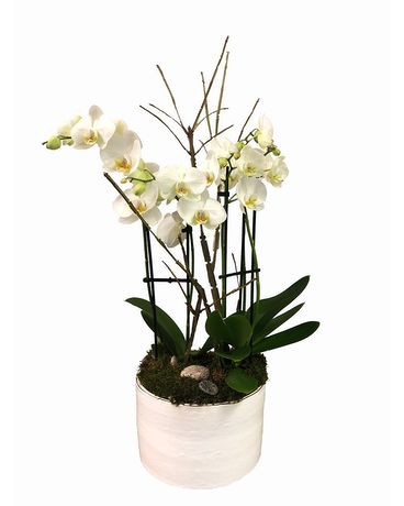 Only the Best Plant