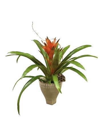 Exotic Beauty Plant