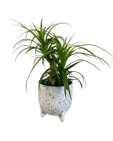 Ponytail Palm Plant