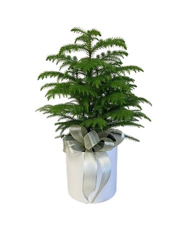 Norfolk Island Pine Plant