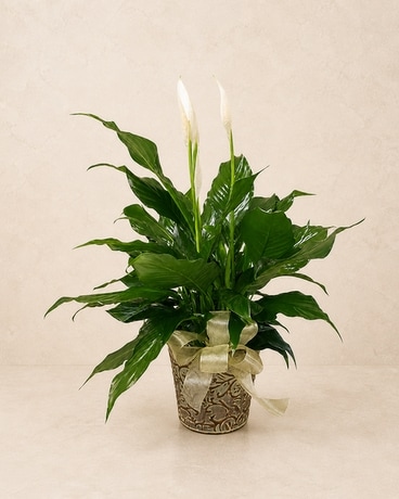Peace Lily Spathiphyllum in Grand Rapids MI - Kennedy's Flower Shop