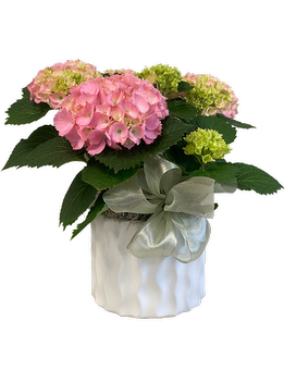 Hydrangea Plant
