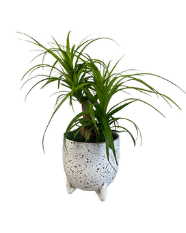 Ponytail Palm Plant