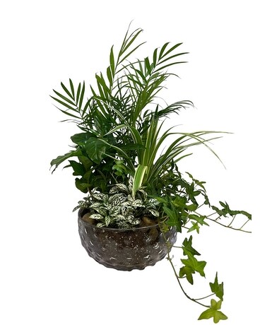 Greenery in glass Plant
