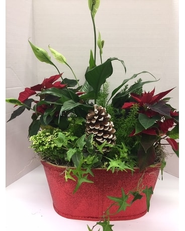 Festive garden Dish Garden Plant