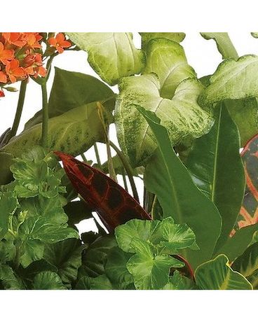 Designer's Choice Plant Flower Arrangement