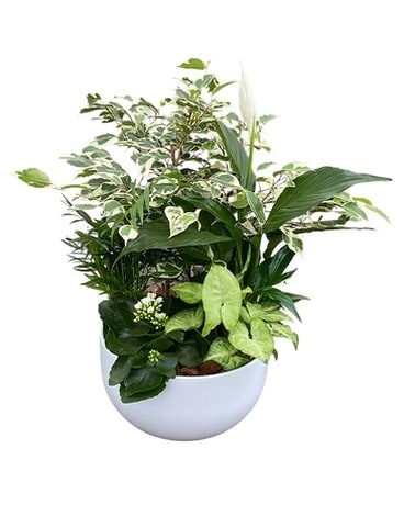 White Tropical Planter Plant