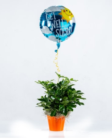 Happy Schefflera Flower Arrangement