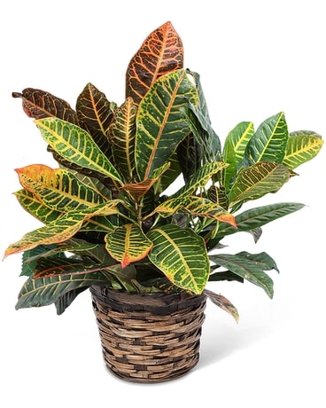 Croton Petra Plant in a Basket Plant