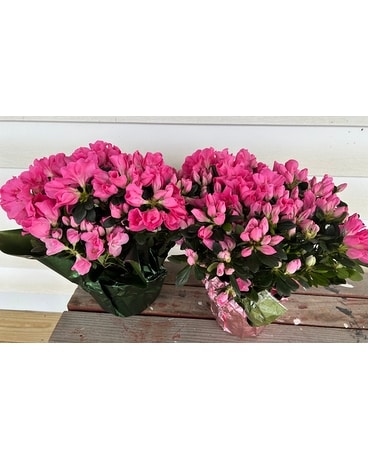 Pink Azalea Plant Flower Arrangement