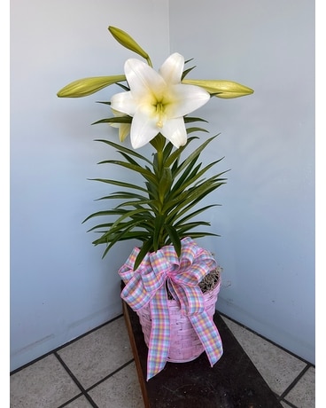Easter Lily Plant Flower Arrangement