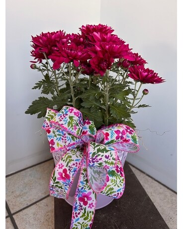 Mum Plant Flower Arrangement