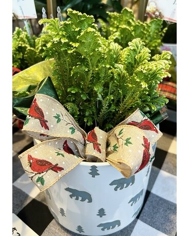 Frosty Fern Flower Arrangement