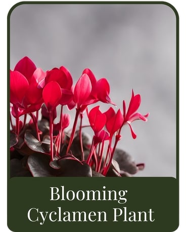 Blooming Cyclamen Plant Flower Arrangement