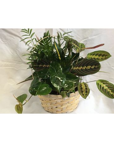 WICKER DISH GARDEN Flower Arrangement