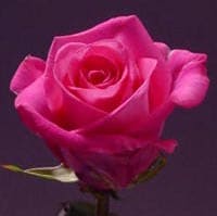 Rose Color Meaning Dark Pink Hot Roses
